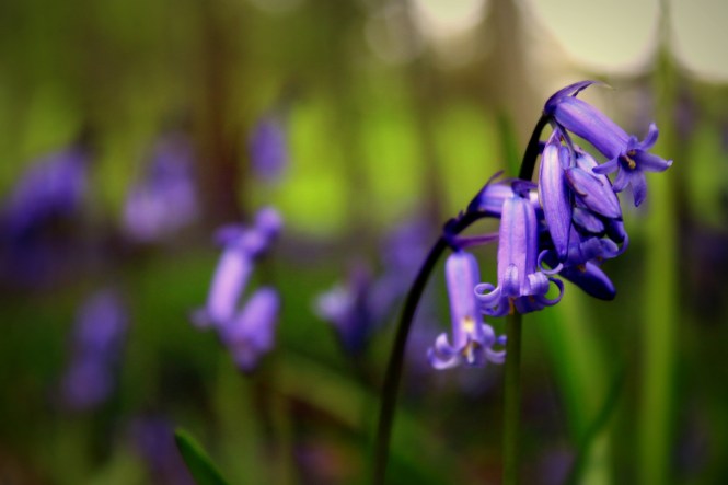Bluebells